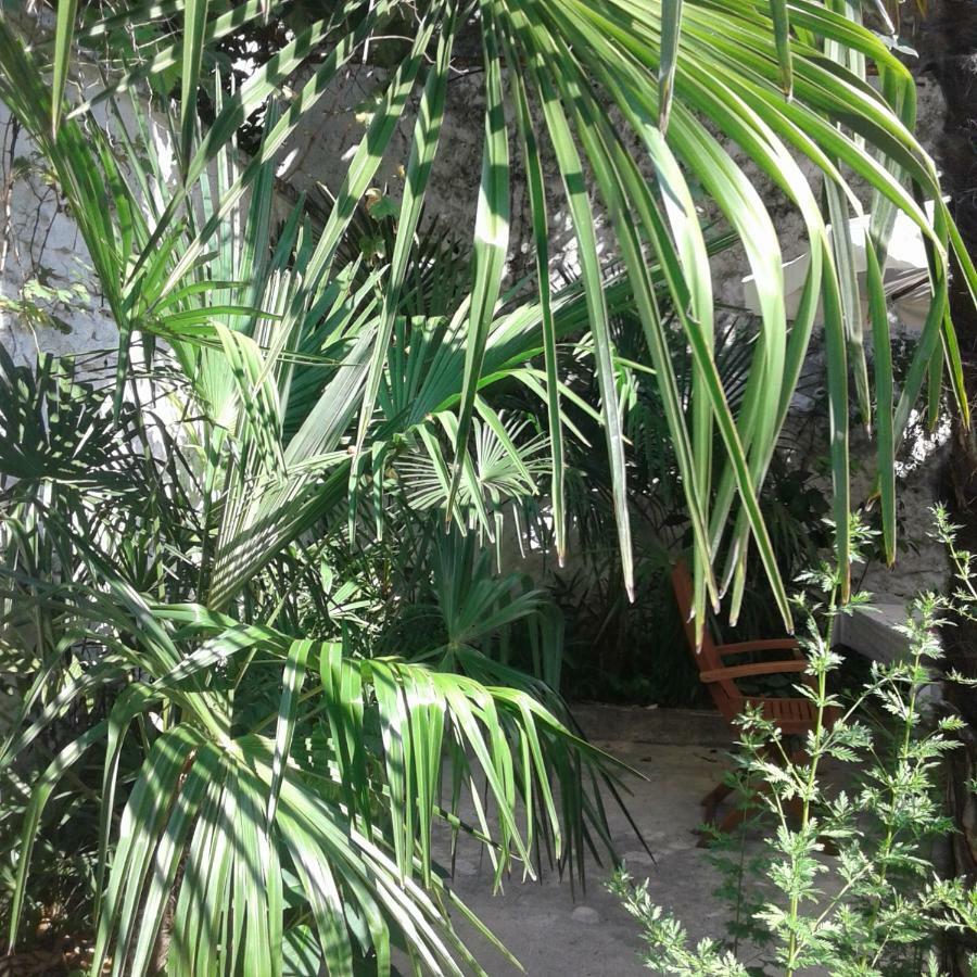 Palmera モスタル エクステリア 写真